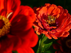 fleurs_rouges_abeille